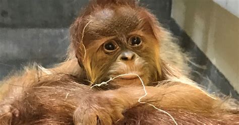 Denver Zoo welcomes newborn orangutan, wonders who’s the daddy